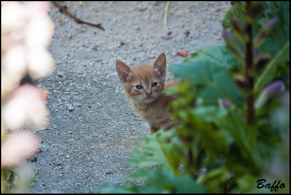 Gatti